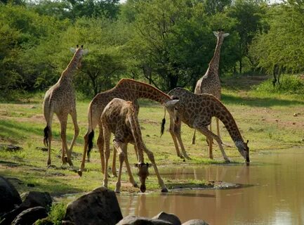 Saadani national park. 