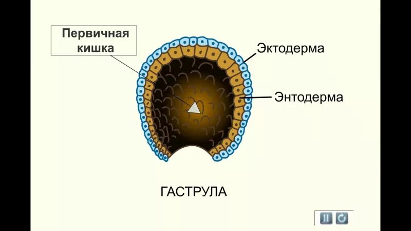 Эктодерма эмбриона. Эктодерма энтодерма мезодерма бластула гаструла. гаструла эктодерма энтодерма мезодерма. энтодерма первичная кишка. эктодерма мезодерма энтодерма рисунок.