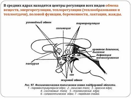 Лежат центры регуляции