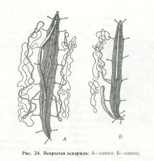 Аскарида двусторонняя симметрия тела