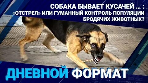 Отстрел собак