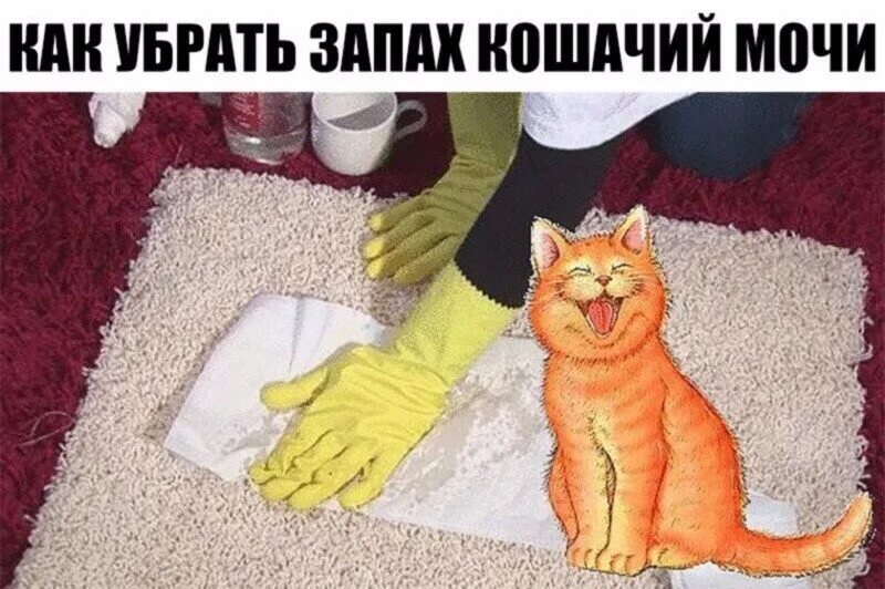 Кошка моча. Запах кошачьей мочи. Устранить запах кошачьей мочи. Кот нагадил на ковер. Удалить кошачий запах.