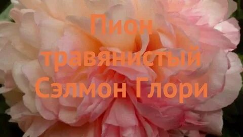 Сэлмон глори