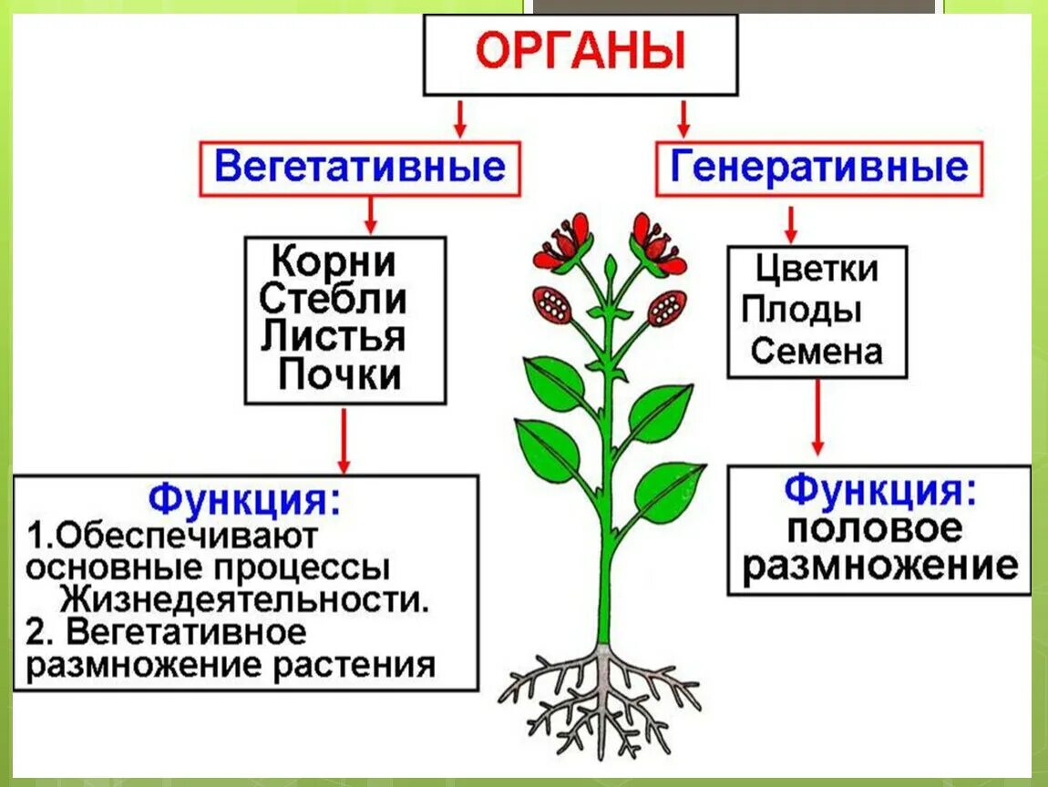 Вегетативные и генеративные органы растений. Строение и функции генеративных органов растений. Перечислите вегетативные органы растений. Вегетативные и генеративные органы растений 6 класс.