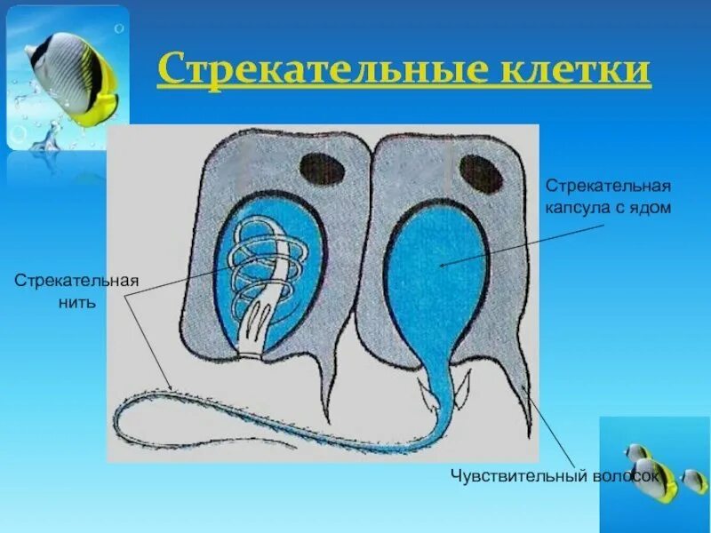 В каком слое находится стрекательная клетка. Стрекательные клетки. Строение стрекательной клетки. Стрекательная нить. Стрекательные клетки гидры.