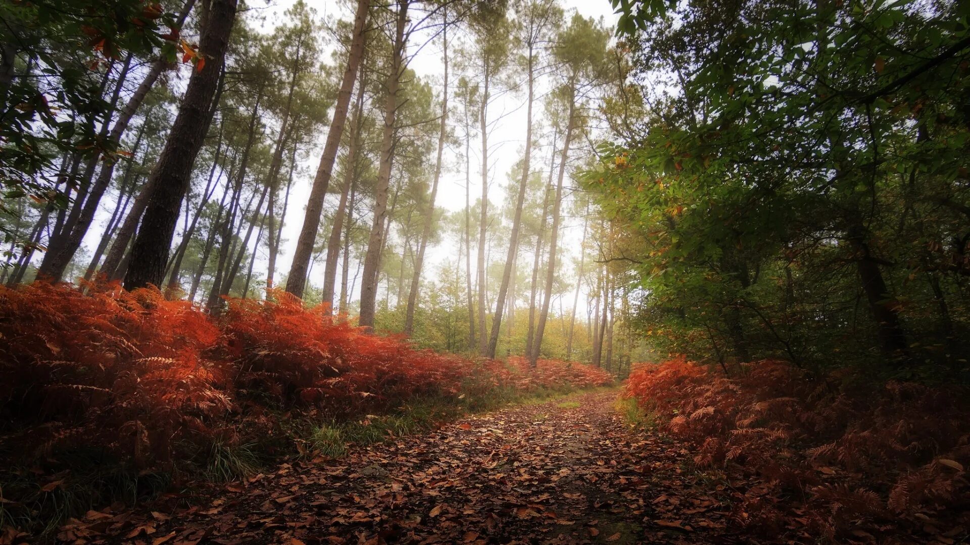 Fallen forest