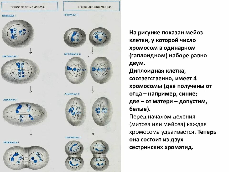 Тест по мейозу 10 класс. Этапы мейоза таблица рисунки. Мейоз 2 фазы таблица с рисунками. Типы деления клеток схема. Фазы мейоза 1 и 2 деление таблица.