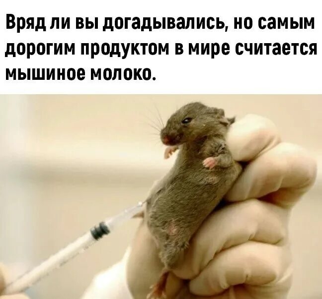 молоко мышей самое дорогое молоко в мире. молоко животное и растительное. молоко с мышкой. крысиное молоко. самое дорогое молоко животного.