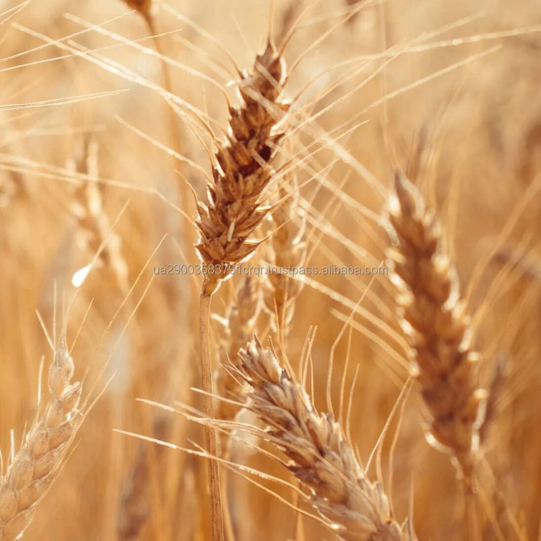 кормовая пшеница натура. красный колос сорт пшеницы. саратовская 29 сорт пшеницы. ячмень для корма животных. прародительница пшеницы полба.