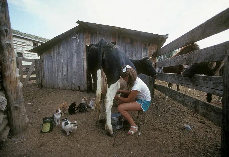 Доение коров. Доит мальчика. Девушка доит корову. Ребенок доит корову. Красивая доярка.