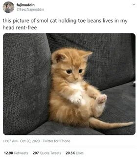 Kitty you can has cheezburger