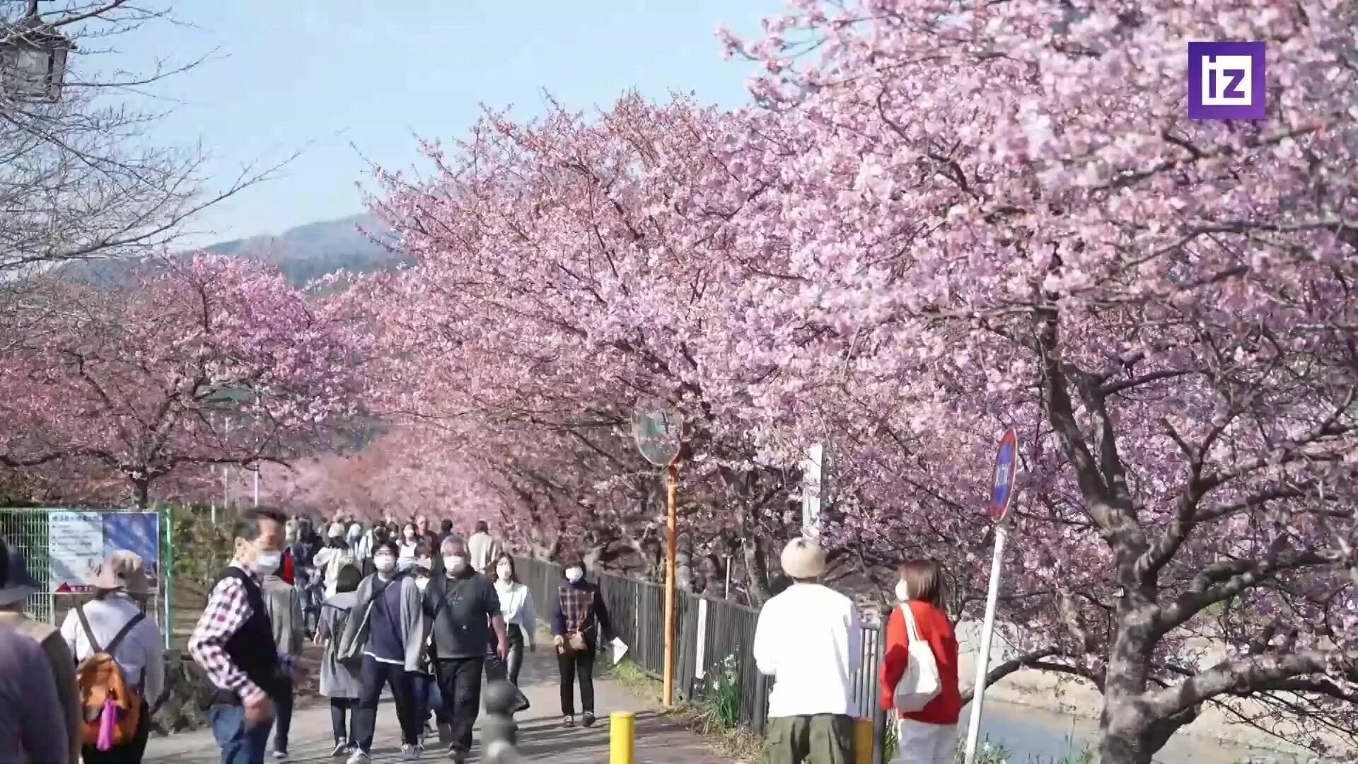 Цветение Сакуры. Япония Сакура. Сакура цветет. Когда в Японии цветет Сакура в 2024.