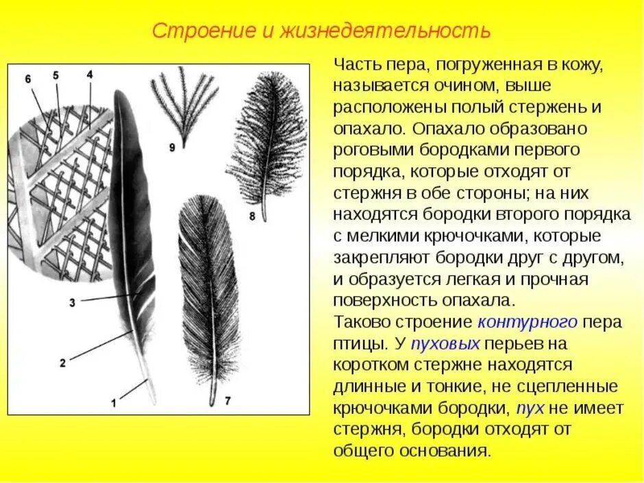 Рассмотрите набор перьев птицы. Строение контурного махового пера птицы. Перо строение. Перо птицы строение. Особенности строения пера.