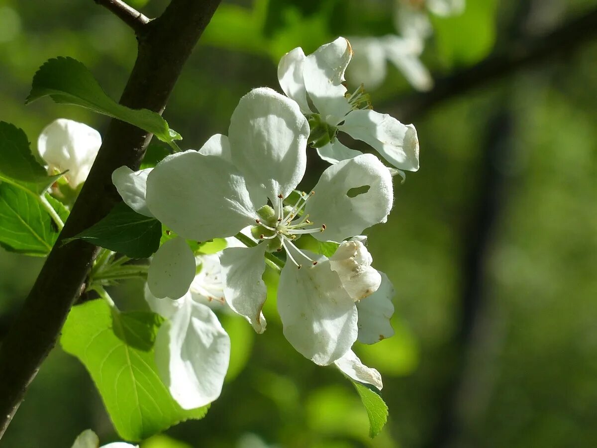 Дико растущая яблоня. Яблоня / Malus Sylvestris. Яблоня Лесная (Дикая) (Malus Sylvestris). Яблоня Лесная Malus Sylvestris Mill.. Яблоня Лесная Malus Sylvestris цветки.