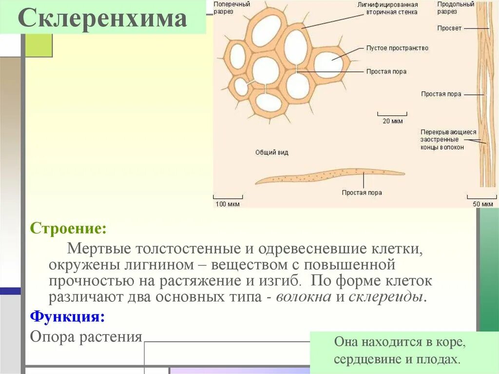 Значение механической ткани у растений. Механическая ткань растений склеренхима. Склеренхима у однодольных. Механическая ткань склеренхима функции. Механическая (волокна) склеренхима.