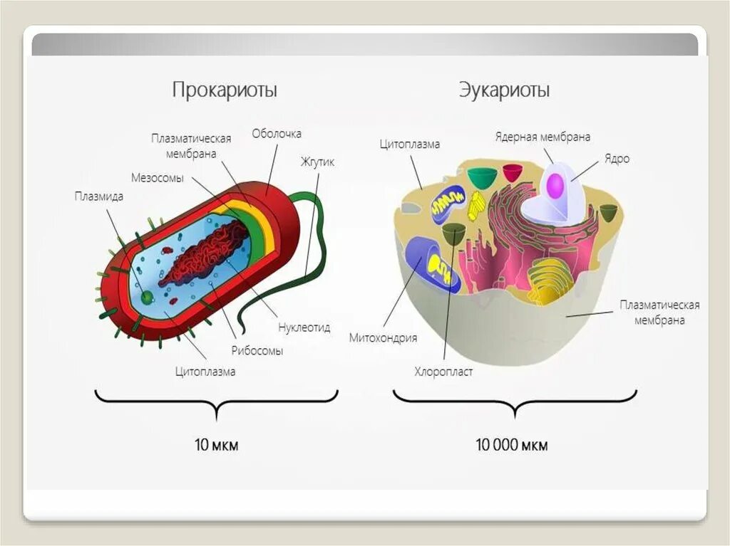 Прокариоты клеточной мембраны. Клетка бактерий и эукариот. Строение клетки бактерий и эукариот. Прокариоты и эукариоты. Строение бактерий прокариоты и эукариоты.