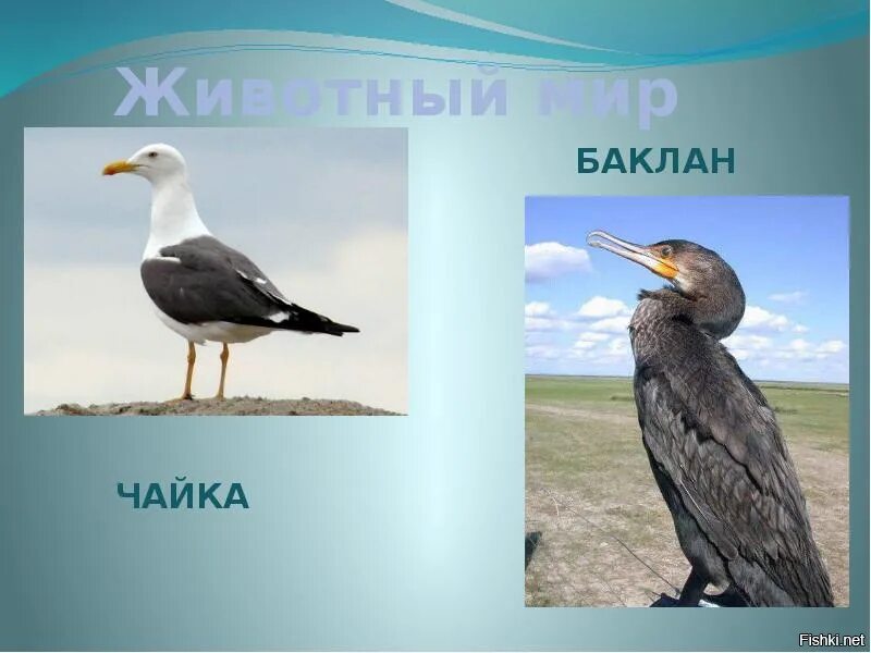 Баклан жаргон. Чайка баклан альбатрос. морская чайка баклан. чайка баклан альбатрос отличия. баклан и чайка фото.