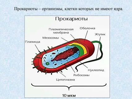 Форма жизни прокариотов