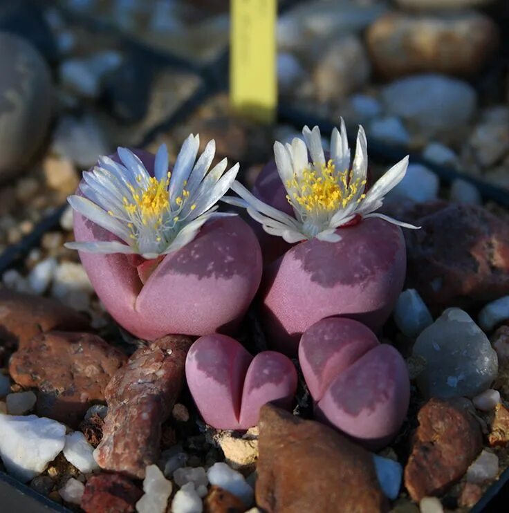 Литопс Джезин. Суккуленты литопсы. Литопс гесинария. Lithops optica 'rubra' c081a. Цветочки литопс магазин москва