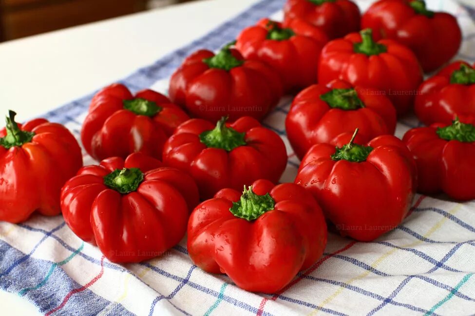 Гогошари фото - Arhids.ru