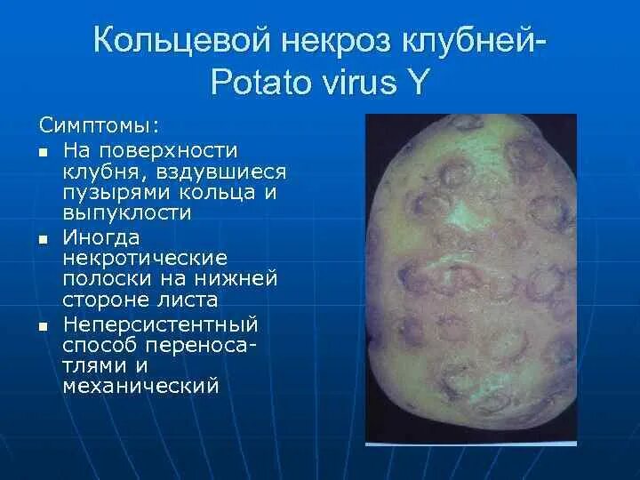 Viruses potato