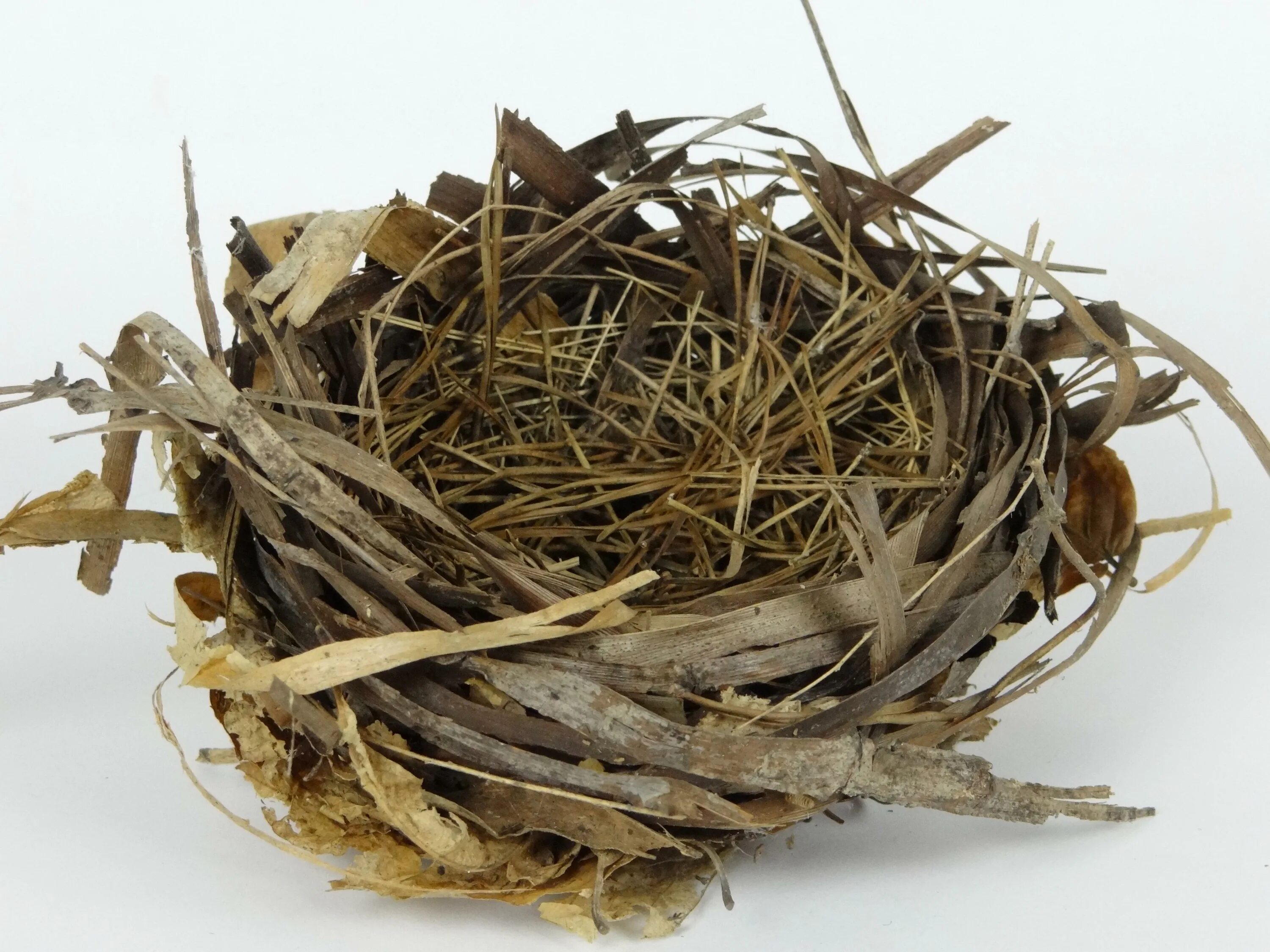 Empty nest. The bird&#039;s nest. elgado nest. pestilential nest. марий nest.