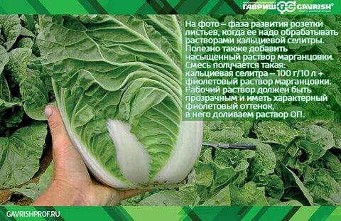 Подкормка пекинской капусты