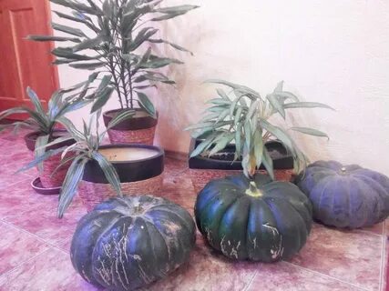 Кабачки в квартире зимой
