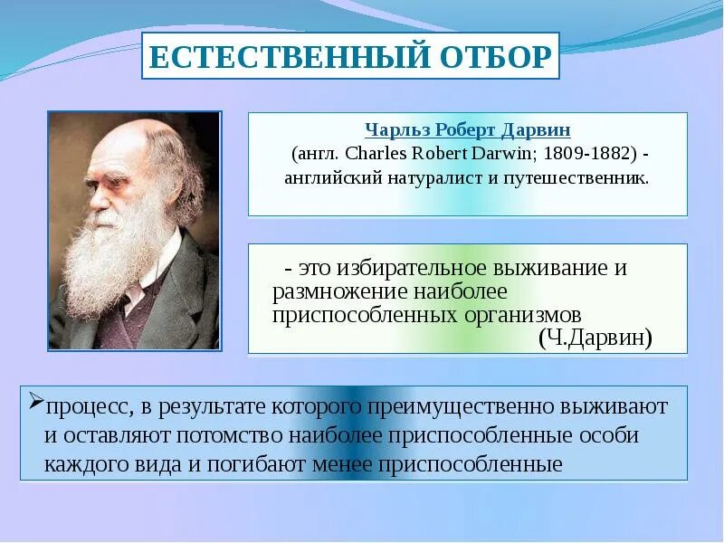 Теория естественного отбора ч. Дарвина. Эволюционная теория Чарльза Дарвина. Ч Дарвин естественный отбор. Теория эволюции Дарвина. Эволюционное учение дарвина борьба за существование