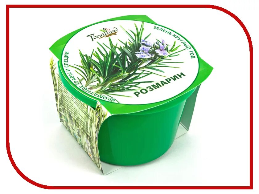 спирея самшит. самшит buxus. зеленые растения круглый год. самшит вечнозеленый бордюрный. самшит буксус вечнозеленый.