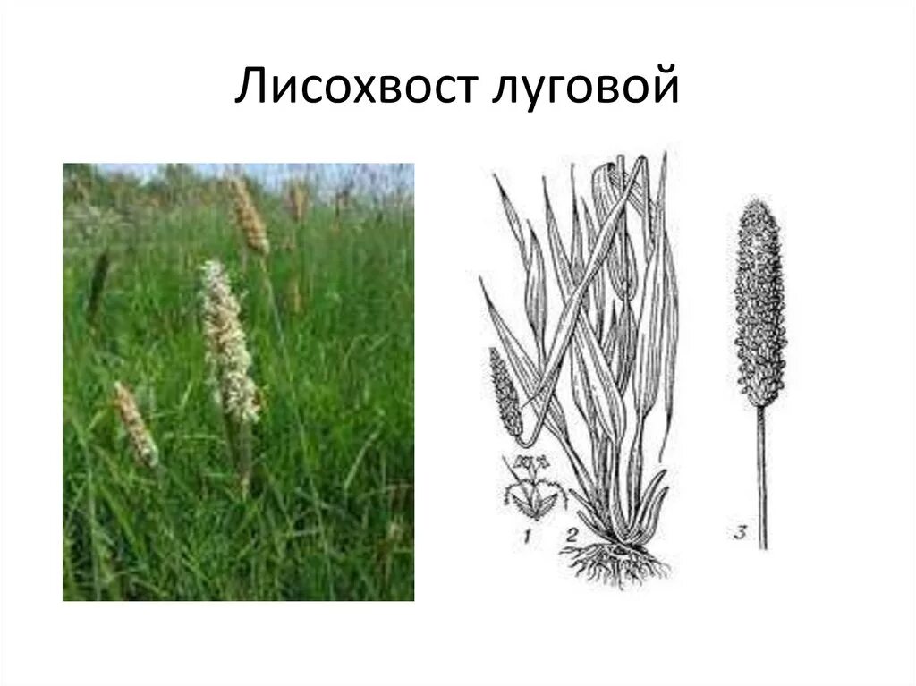 Лисохвост луговой алопекурус. Тимофеевка луговая рисунок. Тимофеевка сорняк. Тимофеевка луговая корень. Мятлик тимофеевка лисохвост.