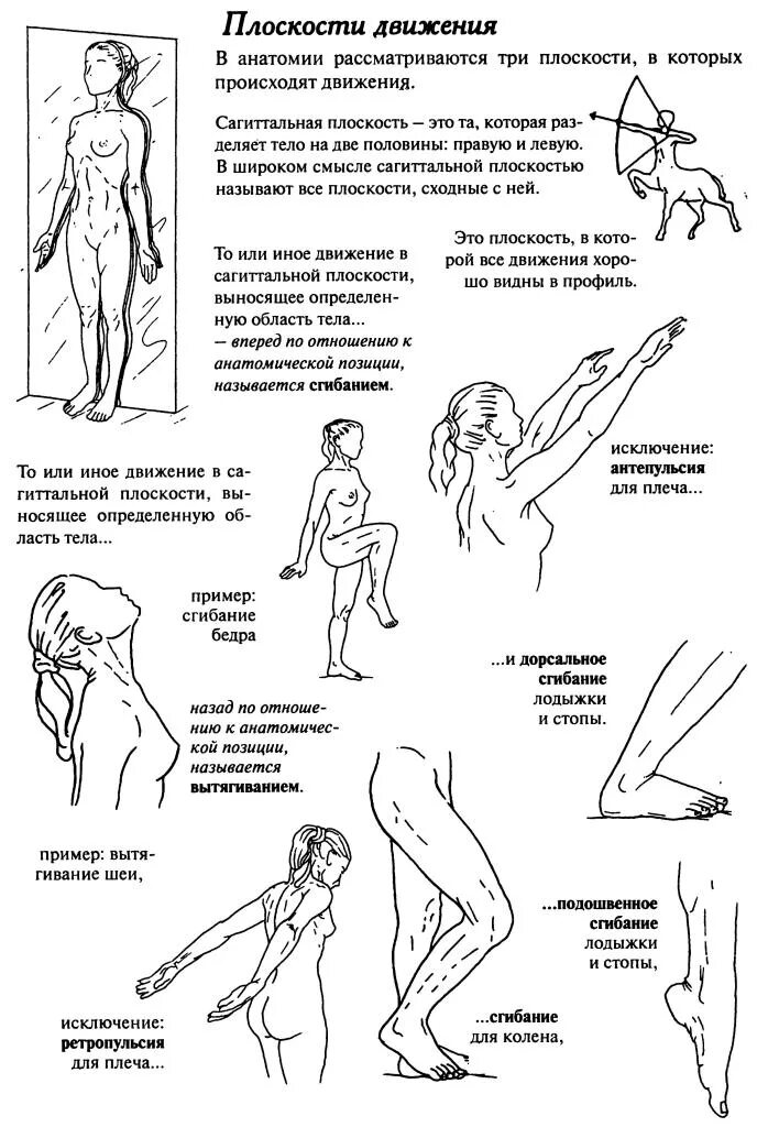 В каких плоскостях происходит движение. Анатомия движения кале-жермен. движения суставов в плоскостях анатомия. бландин кале жермен твое тело. движения в сагиттальной плоскости анатомия.