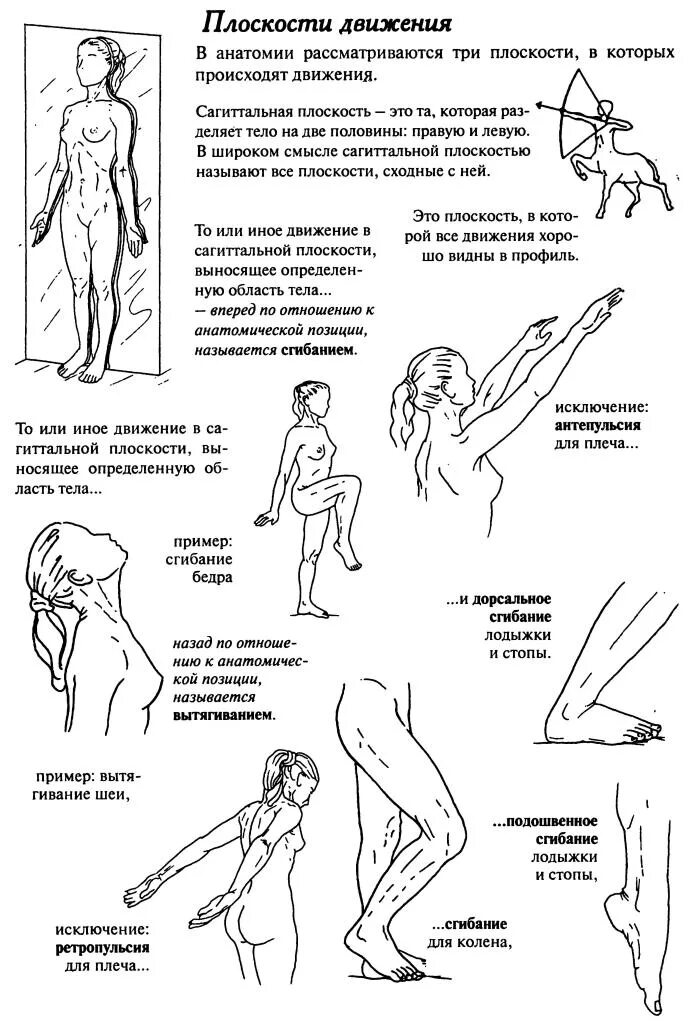 Какие движения происходят. Бландин Кале Жермен твое тело. Анатомия движения. Движение суставов анатомия. Движения в сагиттальной плоскости анатомия.