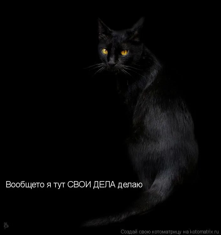 К чему сбить черную кошку. К чему сбить черную кошку