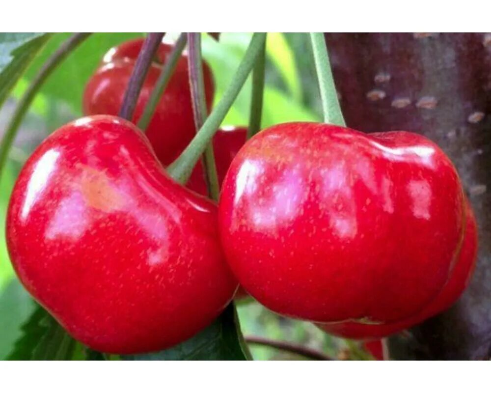 Черешня биг лори. Черешня колоновидная сэм. Черешня сорт наполеон. Черешня сорт наполеон. Черешня наполеон розовая.