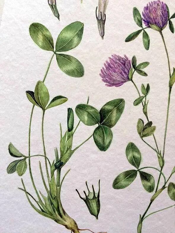 Клевер луговой царство. Клевер средний trifolium medium. Клевер луговой стебель. Клевер луговой строение плода. Клевер луговой ботаника.