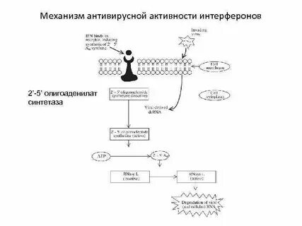 Методы получения интерферонов