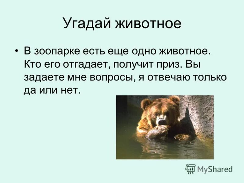 Минусы содержания животных в зоопарке. В клетке со зверем. Минусы содержания животных в зоопарке. Плюсы и минусы содержания диких животных. Описание зоопарка.