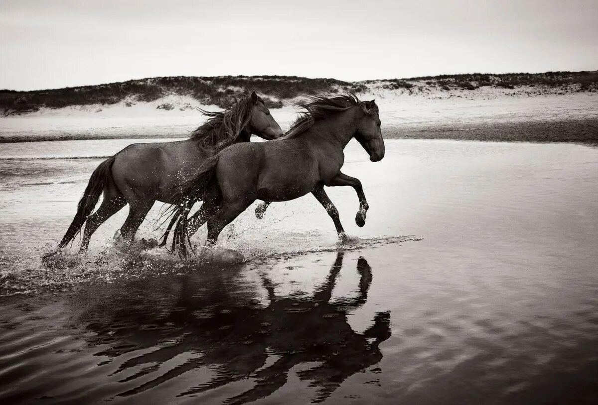 Wild horse islands the hunt. Дикие лошади острова Сейбл. Дрю Доггетт лошади. Вилд хорсе Исланд. Остров Сейбл лошади.