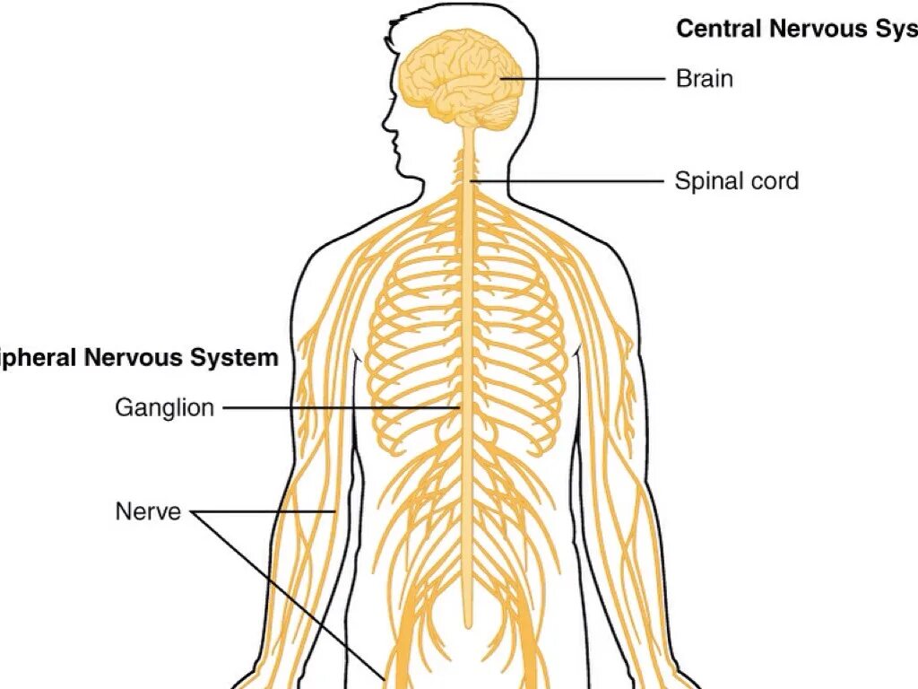Нервная система. Нервная система человека. Центральная нервная система человека. Нервная система человека схема. Нервная система латынь