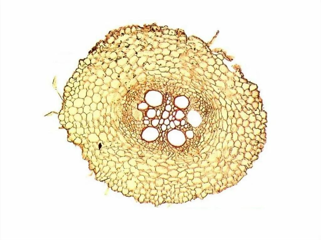 Поперечный срез корня микроскоп. Поперечный срез корня Лютика. Поперечный срез корня ириса. Поперечный срез корня.