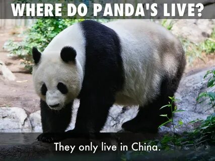 Panda life