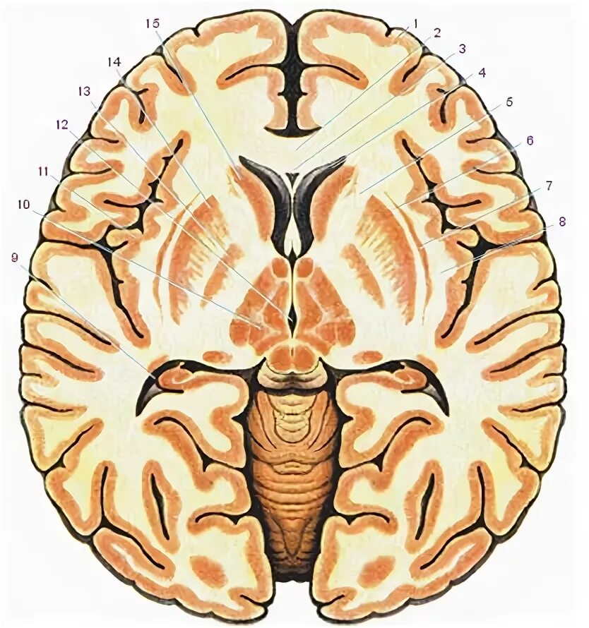 Ядра полушарий большого мозга. Горизонтальный разрез головного мозга базальные ядра. Подкорковые ядра головного мозга. Фронтальный срез головного мозга базальные ядра.