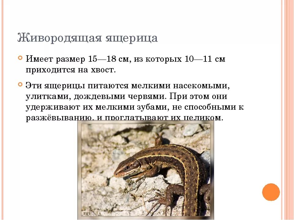 Ящерицы 8 класс биология. Ящерица живородящая в Кемеровской области. Живородящая ящерица красная книга. Среда обитания живородящих ящериц. Живородящая ящерица настоящие ящерицы.