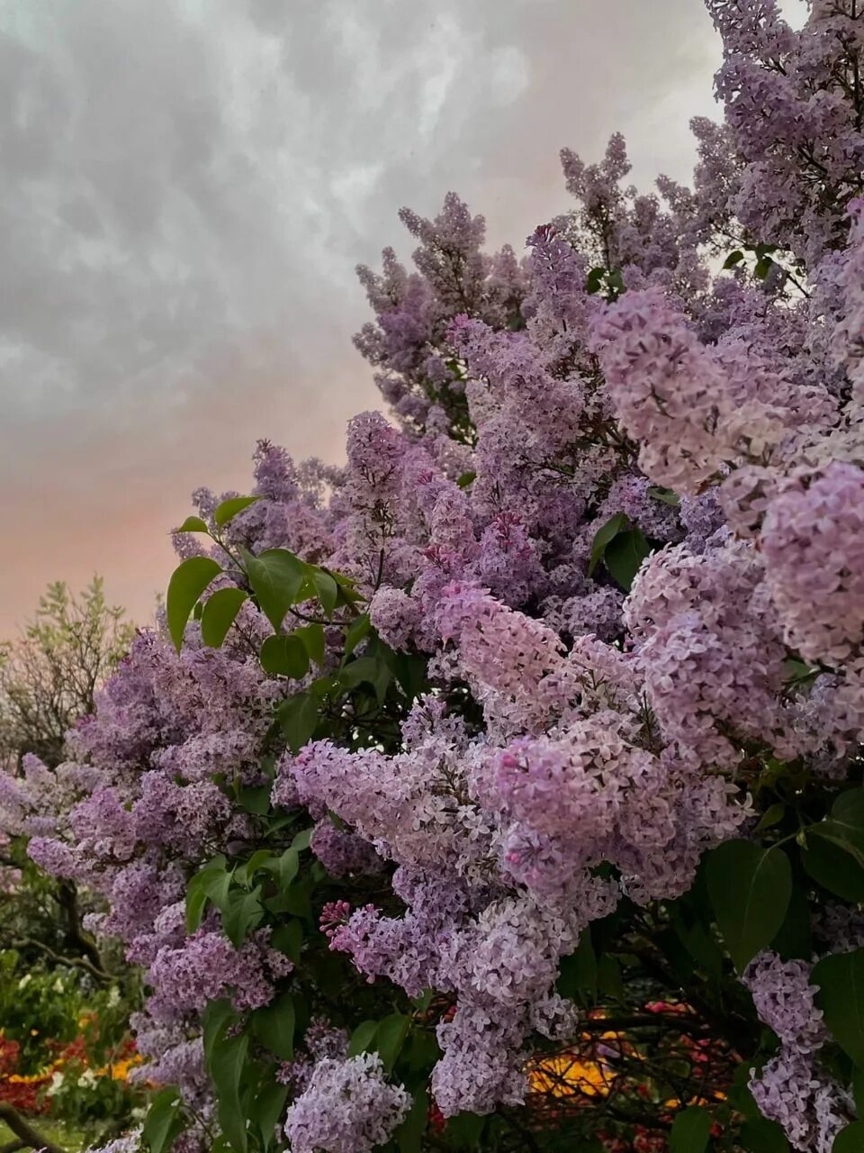 Сирень и крыжовник. Терпкая сирень. Терпкая сирень. Сирень юньнаньская. Терпкая сирень.