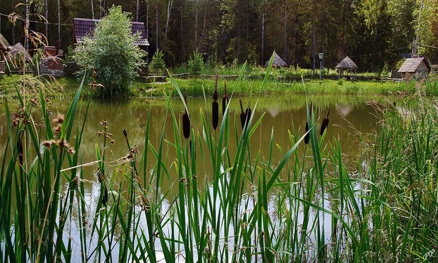 Камыш водоем. Камыши хвощи Пенза. Заводь Лесной пруд ручей. Ландшафтный берег реки камыш. Камышовое болото.