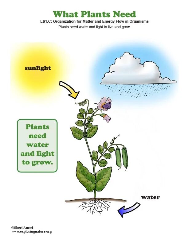 What did you plant. What do plants need to grow. what plants need to grow worksheet. about plants. what do plants need to grow worksheets.