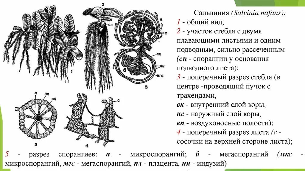Плавающий цикл. Строение спорофита сальвинии. сорусы сальвинии. сальвиния плавающая строение. жизненный цикл сальвинии плавающей схема.