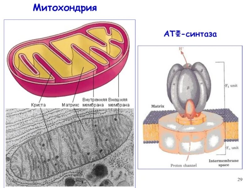 Атмитохондрии строение. АТФ-синтетаза митохондрии. Митохондрия. АТФ синтазы в митохондриях. Строение ядра митохондрии