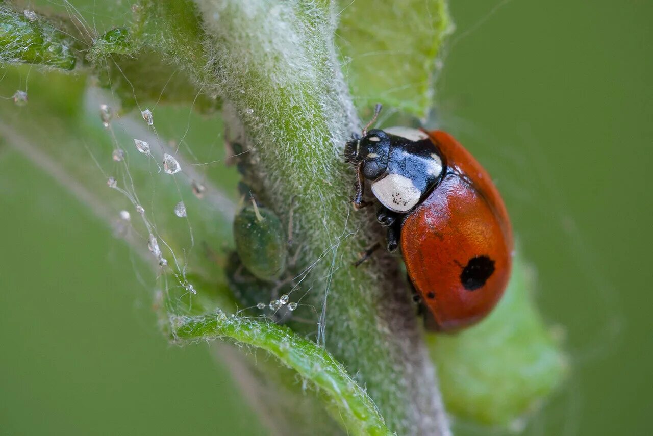 Двухточечная коровка. Божьей коровки Adalia bipunctata. Двухточечная Божья коровка. Двухточечная коровка Божьи коровки. Коровка двухточечная (Adalia bipunctata).